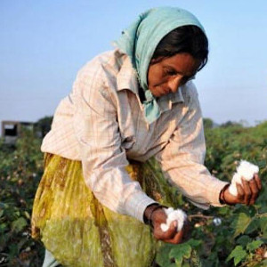 Хлопок Пакистана для маленького полотенца: экономика и экология