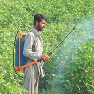 Хлопок Турции: пестициды